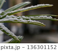 葉の縁に残る雪 冬の静かな線 Snow Tracing the Edge of a Leaf 136301152