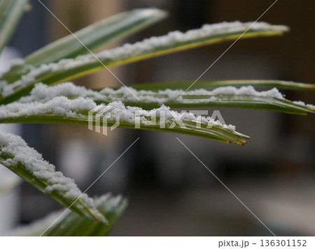 葉の縁に残る雪 冬の静かな線 Snow Tracing the Edge of a Leaf 136301152