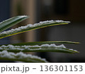 葉の縁に残る雪 冬の静かな線 Snow Tracing the Edge of a Leaf 136301153