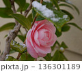 花を守る葉に積もる雪 静かな優しさ Snow Held by Leaves Protecting a 136301189