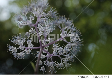 薄紫の花柄が美しい小紫陽花　繊細な構造が広がる夏の草花 136301461