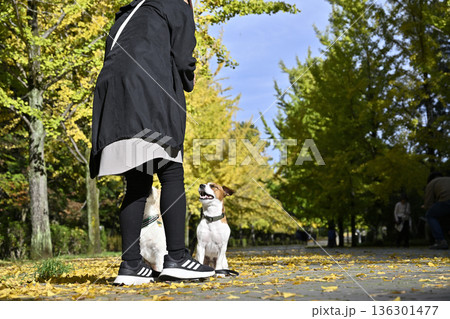 愛犬とお散歩 2匹のジャックラッセルテリア 愛犬とお散歩 2匹のジャックラッセルテリア 136301477