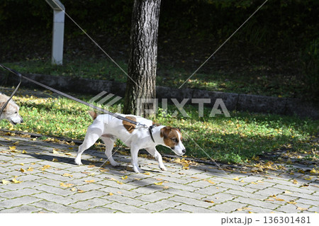 愛犬とお散歩 2匹のジャックラッセルテリア 愛犬とお散歩 2匹のジャックラッセルテリア 136301481