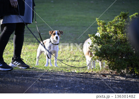 愛犬とお散歩 2匹のジャックラッセルテリア 愛犬とお散歩 2匹のジャックラッセルテリア 136301482