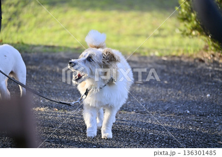 愛犬とお散歩 2匹のジャックラッセルテリア 愛犬とお散歩 2匹のジャックラッセルテリア 136301485