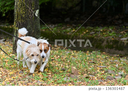 愛犬とお散歩　2匹のジャックラッセルテリア 136301487