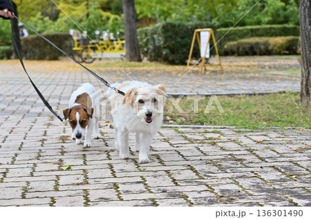 愛犬とお散歩 2匹のジャックラッセルテリア 愛犬とお散歩 2匹のジャックラッセルテリア 136301490
