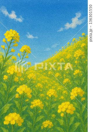 土手の斜面を彩る黄色い菜の花 136301550