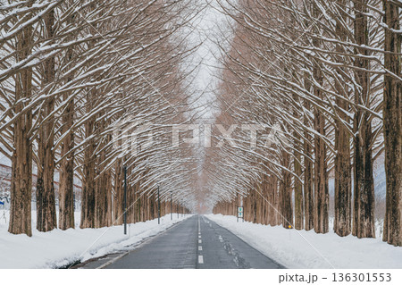 滋賀 メタセコイア並木の雪景色 136301553