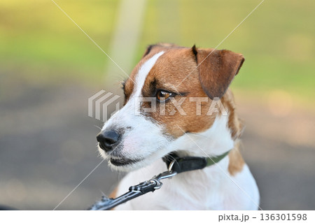 愛犬とお散歩　ジャックラッセルテリア 136301598