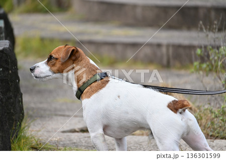 愛犬とお散歩 ジャックラッセルテリア 愛犬とお散歩 ジャックラッセルテリア 136301599