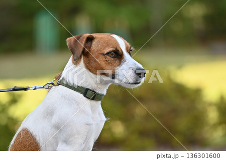 愛犬とお散歩 ジャックラッセルテリア 愛犬とお散歩 ジャックラッセルテリア 136301600