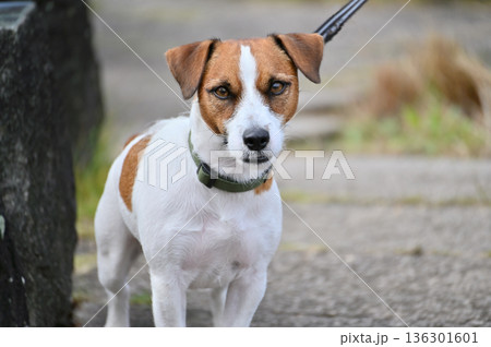 愛犬とお散歩　ジャックラッセルテリア 136301601