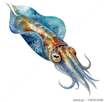 squid 136301690