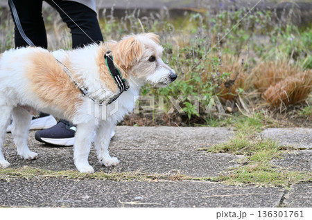 シニア犬とお散歩　ジャックラッセルテリア 136301761