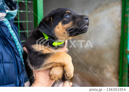 Puppy little dog in shelter Puppy little dog in shelter 136301954