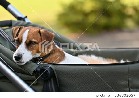犬用カートでお散歩 ジャックラッセルテリア 犬用カートでお散歩 ジャックラッセルテリア 136302057