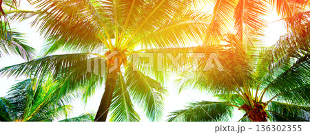 Palm trees banner in sunset. Tropical background with sunset palm trees. Palm trees in bright colors Palm trees banner in sunset. Tropical background with sunset palm trees. Palm trees in bright colors 136302355