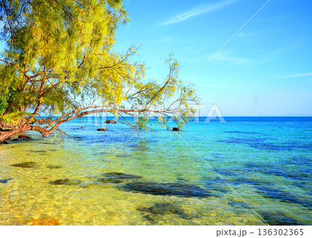 Bright shoreline ocean water, trees on coast in tropical wild island. Sea meets shore gentle slope. 136302365