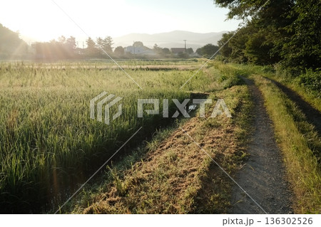 朝の光に包まれた田園風景 静かに一日が始まる瞬間 朝の光に包まれた田園風景 静かに一日が始まる瞬間 136302526