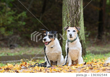 2匹のジャックラッセルテリアの仲良し散歩 136302544