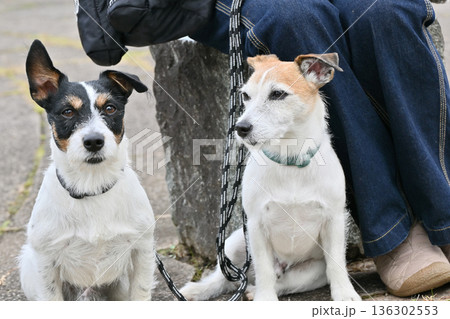 2匹のジャックラッセルテリアの仲良し散歩 2匹のジャックラッセルテリアの仲良し散歩 136302553