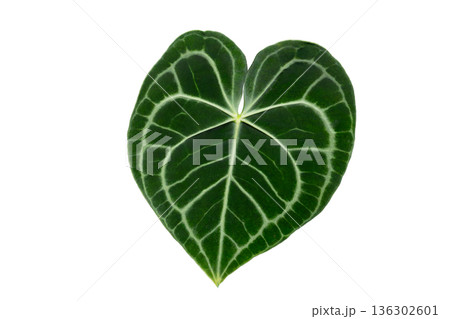 Isolated Anthurium Crystallinum Leaves on Transparent Background Keywords: anthurium, crystallinum, leaf, foliage, tropical, exotic, plant, houseplant, isolated, transparency, png, nature, green, velv Isolated Anthurium Crystallinum Leaves on Transparent Background Keywords: anthurium, crystallinum, leaf, foliage, tropical, exotic, plant, houseplant, isolated, transparency, png, nature, green, velv 136302601