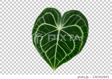 Isolated Anthurium Crystallinum Leaves on Transparent Background Keywords: anthurium, crystallinum, leaf, foliage, tropical, exotic, plant, houseplant, isolated, transparency, png, nature, green, velv Isolated Anthurium Crystallinum Leaves on Transparent Background Keywords: anthurium, crystallinum, leaf, foliage, tropical, exotic, plant, houseplant, isolated, transparency, png, nature, green, velv 136302601
