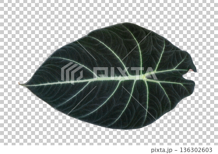 Isolated Alocasia Reginae Leaf on Transparent Background Silver Velvet Foliage 136302603