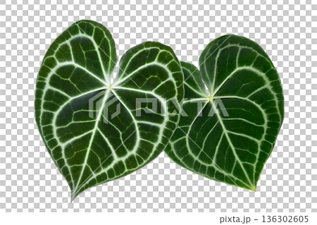 Isolated Anthurium Crystallinum Leaves on Transparent Background Keywords: anthurium, crystallinum, leaf, foliage, tropical, exotic, plant, houseplant, isolated, transparency, png, nature, green, velv Isolated Anthurium Crystallinum Leaves on Transparent Background Keywords: anthurium, crystallinum, leaf, foliage, tropical, exotic, plant, houseplant, isolated, transparency, png, nature, green, velv 136302605