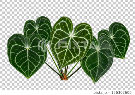 Isolated Anthurium Crystallinum Leaves on Transparent Background Keywords: anthurium, crystallinum, leaf, foliage, tropical, exotic, plant, houseplant, isolated, transparency, png, nature, green, velv Isolated Anthurium Crystallinum Leaves on Transparent Background Keywords: anthurium, crystallinum, leaf, foliage, tropical, exotic, plant, houseplant, isolated, transparency, png, nature, green, velv 136302606