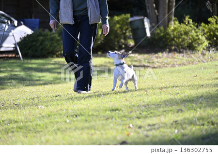 ドッグランで遊ぶ女性と愛犬　ジャックラッセルテリア 136302755