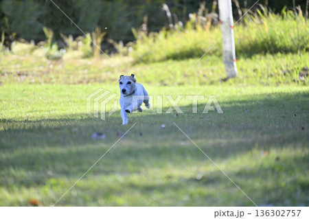 ドッグランで遊ぶ女性と愛犬　ジャックラッセルテリア 136302757