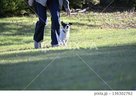 ドッグランで遊ぶ女性と愛犬　ジャックラッセルテリア 136302762