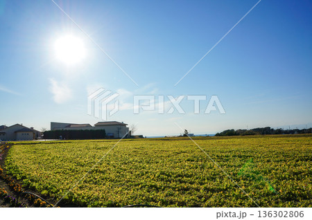 青空が美しい田舎町の何もない広大な土地の風景 青空が美しい田舎町の何もない広大な土地の風景 136302806