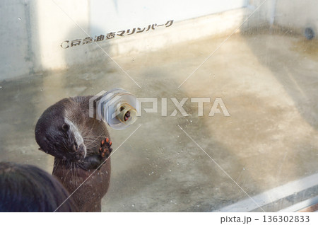 ゲージに作られた小さな穴から頑張って手を出しているカワウソ 136302833
