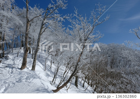 霧氷が輝く冬の森 青空に映える静かな雪景色 霧氷が輝く冬の森 青空に映える静かな雪景色 136302860