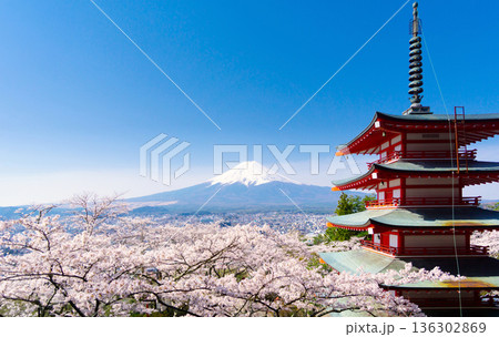 Mount Fuji, Full Bloom Cherry Blossoms and a Five- 136302869