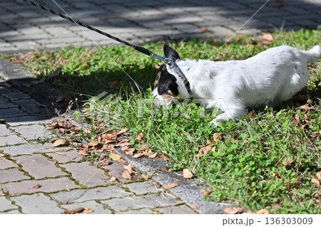 いやだぁ~! リードを引っ張り、散歩を拒否する愛犬 ジャックラッセルテリア いやだぁ~! リードを引っ張り、散歩を拒否する愛犬 ジャックラッセルテリア 136303009