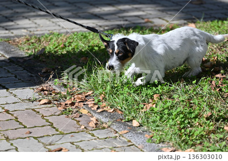 いやだぁ~! リードを引っ張り、散歩を拒否する愛犬 ジャックラッセルテリア いやだぁ~! リードを引っ張り、散歩を拒否する愛犬 ジャックラッセルテリア 136303010