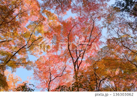 紅葉が広がる森の天井　色と光が重なる静かな時間 136303062