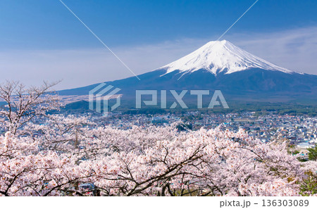 富士山と満開の桜 富士山と満開の桜 136303089