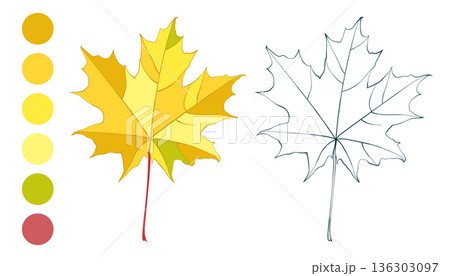 Autumn golden colored and outline maple leaves set and fall color palette isolated on white background. Flat and line styles vector illustrations 136303097