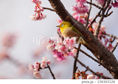 熱海桜とメジロ3 熱海桜とメジロ3 136303126