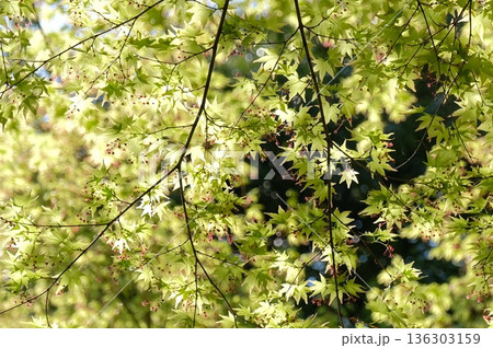 紅葉の花が彩る春の枝先 青紅葉が透ける柔らかな光 紅葉の花が彩る春の枝先 青紅葉が透ける柔らかな光 136303159