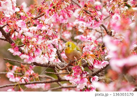 桜の中のメジロ 桜の中のメジロ 136303170