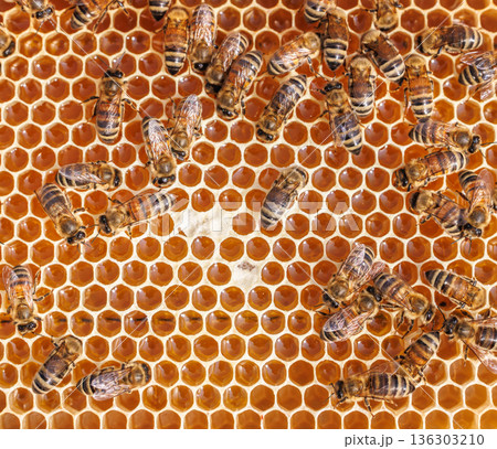 Honey Bees working on honeycomb close-up shot. Honey Bees working on honeycomb close-up shot. 136303210