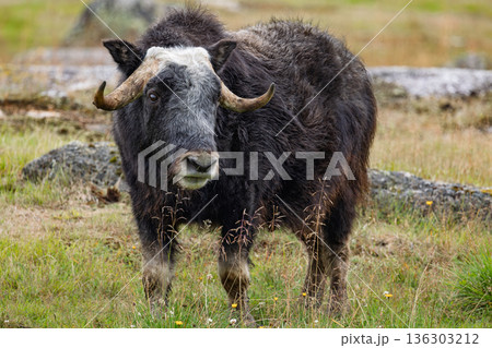 Wild musk ox with shaggy fur and curved horns standing on a grassy tundra meadow in summertime. Wild musk ox with shaggy fur and curved horns standing on a grassy tundra meadow in summertime. 136303212