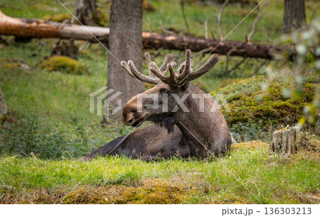 Wild moose resting on green forest meadow. Wild moose resting on green forest meadow. 136303213