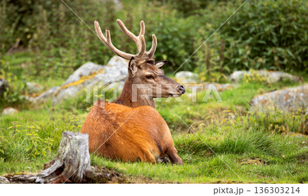 Majestic red deer stag resting in green meadow. 136303214